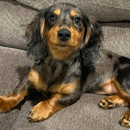 Dachshunds from Angell Weens