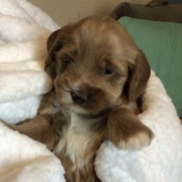 Australian Labradoodle Puppies from Gabby Jack Ranch