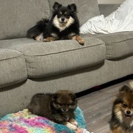 Pomeranians from My Bella’s Pomeranians