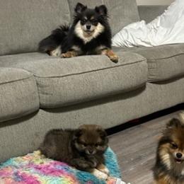 Pomeranians from My Bella’s Pomeranians