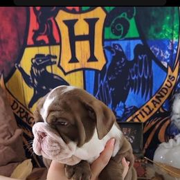 Bulldog and French Bulldog Puppies from Eclipse Bulldogs