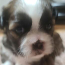 Puppy 2 - Brindle female Shih Tzu puppy in Belleville, Michigan from Patricia's Heavenly Earth Angels
