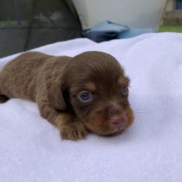 Dachshund Puppies from L & A Dachshunds
