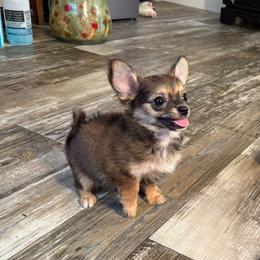 Henry - Fawn male Chihuahua puppy in Summerfield, Florida from Uey’s Chihuahuas
