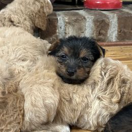 Goldendoodle and Yorkshire Terrier Puppies from Pups of the Lowcountry