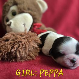 Shih Tzu Puppies from Nique's Shih Tzus