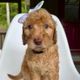 Fairy - Apricot female Goldendoodle puppy in Mount Pleasant, Tennessee from Doodle My Heart