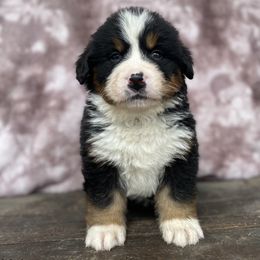 Volt - Black rust and white Bernese Mountain Dog puppy in New Haven, Indiana from Milan Berners