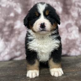 Volt - Black rust and white Bernese Mountain Dog puppy in New Haven, Indiana from Milan Berners