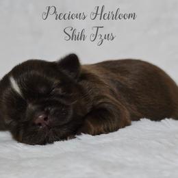 Girl 1 - Chocolate female Shih Tzu puppy in Enid, Oklahoma from Precious Heirloom Shih Tzus