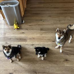 Shiba Inu Puppies from Mountain Air Shibas