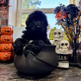 Boo (2nd pick black male) - Black male German Shepherd puppy in Watervliet, Michigan from M&M Shepherd Farms