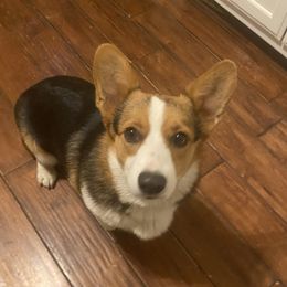 Fancy - Pembroke Welsh Corgi