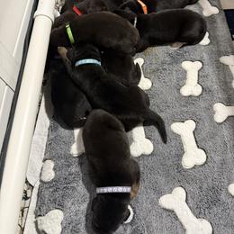 I have two boys available - Black and tan male Tibetan Mastiff puppy in Berlin, New Hampshire from Great North Woods Tibetan Mastiffs