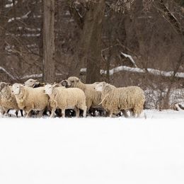 Border Collies from Wynversa Border Collies