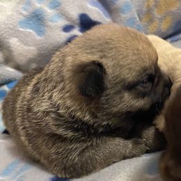 Pomeranians from Nikki’s Poms