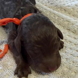Orange - Chocolate female Goldendoodle puppy in Arlington, Texas from Chambers Doodle Patch