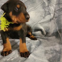 Doberman Pinscher Puppies from Gordon Farms Dobermans