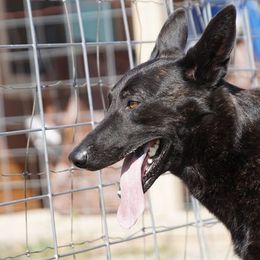 Dutch Shepherd All Grown Up from Terry Dairy's Dutch Shepherds