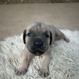 Hibiscus - Gray brindle male Cane Corso puppy in Elk Grove, California from DiamondBabyCorso