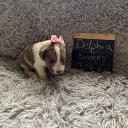 Delphia - Brown and white female Saint Berdoodle puppy in Traverse City, Michigan from Bare Paws Saint Berdoodles