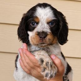 Cinderella - Liver white and tan female English Springer Spaniel puppy in Fort White, Florida from Thunderbird Springers