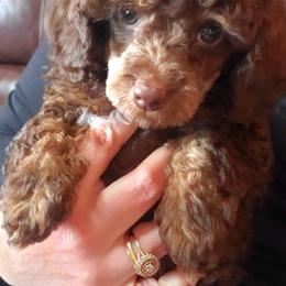 Poodle Puppies from Cedar House Heritage Poodles | AKC Toy & Miniature Poodle Puppies Raised in Home