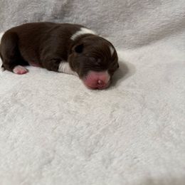 Red girl - Red & white female Australian Shepherd puppy in Buckeye, Arizona from Wranglin Farms