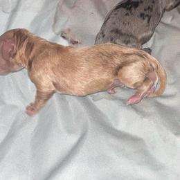 Boy 1 - Cream male Dachshund puppy in Falcon, Missouri from K2D2 Farm