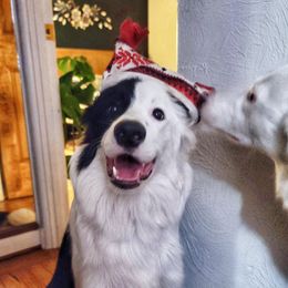 Chupacabra - Border Collie
