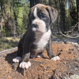 Togo - Brindle male Boxer puppy in Marion, Montana from Serendipity's European Boxers