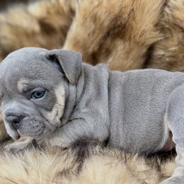 Blue - Blue tri-color Bulldog puppy in Ben Lomond, Arkansas from Miesha Carver's Bulldogs