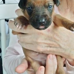 Maleficent - Rd whtn blk nose female Rhodesian Ridgeback puppy in Alabama from Celtic Lore Ridgebacks