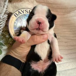 Lilly - Black and white female Boston Terrier puppy in Tampa, Florida from Bayshore Boston Terrier’s