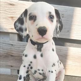 Umbreon (Black collar) HUA - White and black male Dalmatian puppy in Raymondville, Missouri from Wagner's Dalmatian's