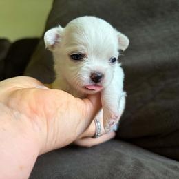 Puppy 2 - Cream and white male Chihuahua puppy in Springfield, Missouri from Casadelopez Tails