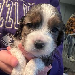 Dapper - Silver male Cockapoo puppy in Wellington, Kansas from Brian’s Puppies