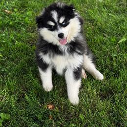 Rex - Black and white male Pomsky puppy in Lewiston, Minnesota from Family Pomsky