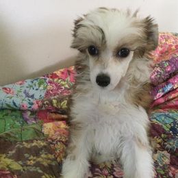 Chinese Crested All Grown Up from Piccadilly Pups