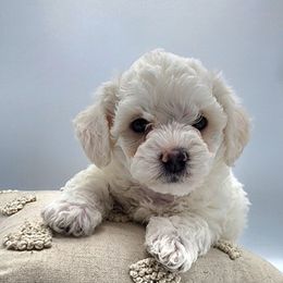 Zoey - White female Havapoo puppy in Salem, Oregon from My Havapoo Puppy