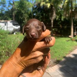 Lulu - Chocolate female Dachshund puppy in Florida from Lazy Acres Farm