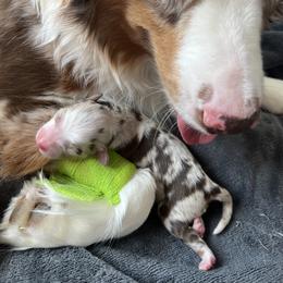 Molly - Red merle female Miniature American Shepherd puppy in Troy, Ohio from Wiggle Wags Miniature American Shepherds
