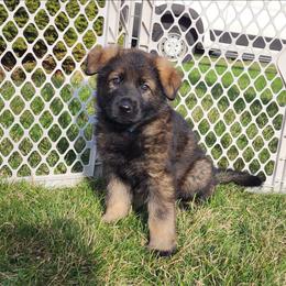Boy 1 (Blue) - Sable male German Shepherd puppy in Genoa, Illinois from vom ehrenSchutz German Shepherds