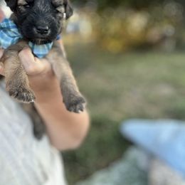 Mr Bennet(green) - Wheaten male Whoodle puppy in Rising Sun, Indiana from Ruby Lane Doodles
