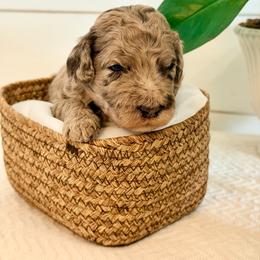 Lark - Merle male Goldendoodle puppy in Livermore, Colorado from Heritage Hills Family Doodles