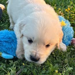 Bo - Light golden male Golden Retriever puppy in Grant County, Indiana from On The Sunny Side Pavey Farms