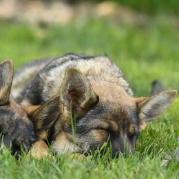 German Shepherd Puppies from Auf der Marquis German Shepherds
