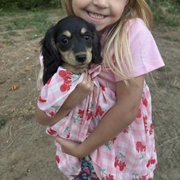 Pudding - Black and cream female Dachshund puppy in Chehalis, Washington from Kelsie Delavergne
