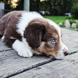 Cottonwood - Tri-color female Border Collie puppy in Cedar Springs, Michigan from Lyncroft Border Collies