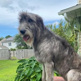Willow - Irish Wolfhound